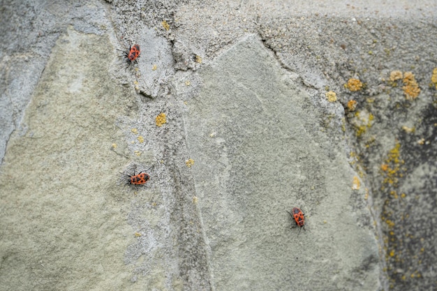 Kleine rode kevers op de steen Close-up Insect