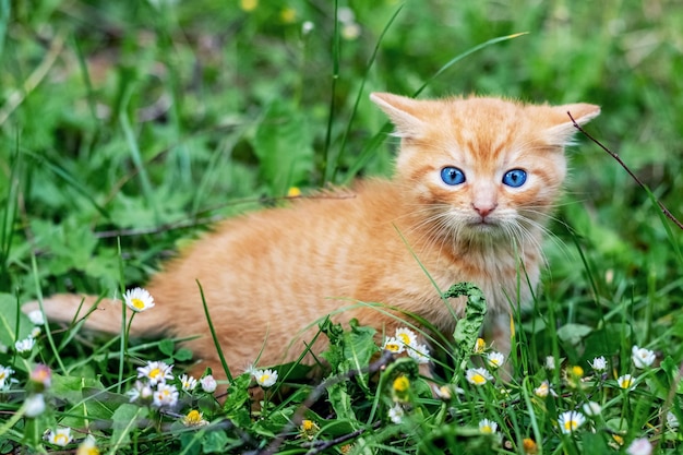 Kleine rode kitten in de tuin op groen gras