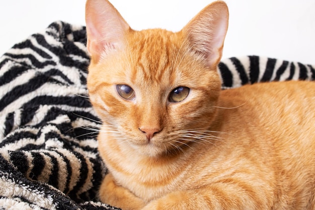 Kleine rode kitten op het bed portret close-up