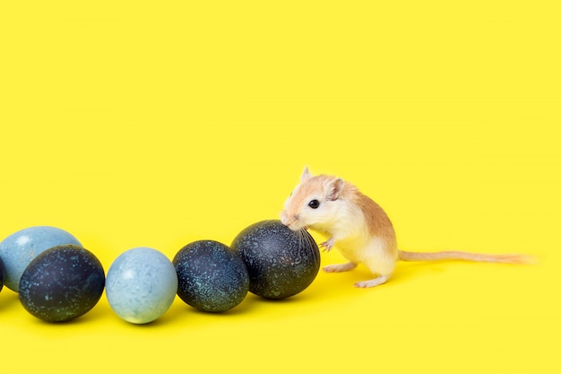 Kleine rode knaagdier - een gerbil loopt tussen de donker gekleurde paaseieren op een gele achtergrond