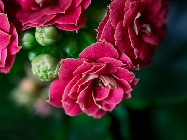 Kleine rode roze bloemen