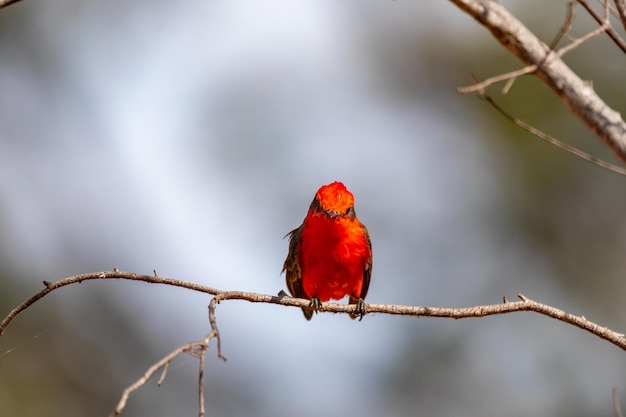 Kleine rode vogel die bekend staat als "princequot" Pyrocephalus rubinus geplaatst