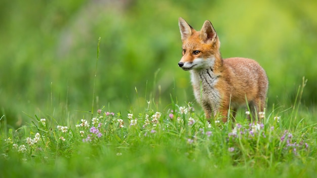 Kleine rode vos die op weide in de zomeraard kijkt.