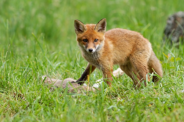 Kleine rode vos op zoek naar de camera op grasland in de zomer