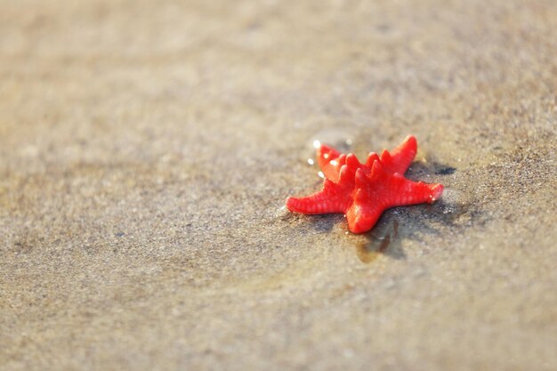 Kleine rode zeester op het strand