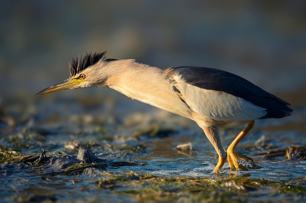 Kleine roerdomp die zich in het water bevindt en voedsel zoekt