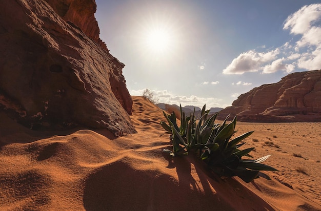 Kleine rotsformatie in de Wadi Rum-woestijn, felle zon schijnt op rood stof en rotsen, Sea squill-planten (Drimia maritima) op de voorgrond, blauwe lucht erboven