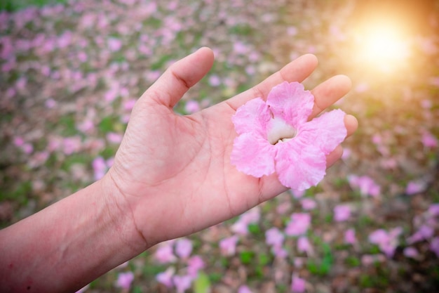 Kleine roze bloem die in de hand van een vrouw bloeit