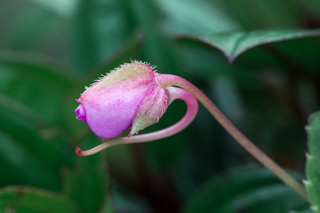 Kleine roze bloemen in bloeiende natuurlijke bossen