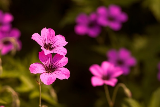 Kleine roze bloemen met vage bladerenachtergrond