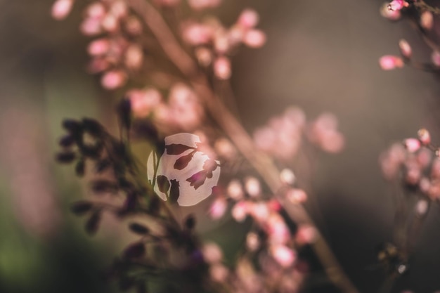 Foto kleine roze bloemenklokjes in warm zonlicht