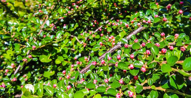 Kleine roze bloemknoppen van een cotoneaster horizontalis struik in de tuin in het voorjaar.