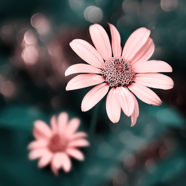 Kleine roze heldere zomerbloemen op een achtergrond van blauwgroen gebladerte in een sprookjestuin Macro artistiek beeld Selectieve focus Vierkant beeld