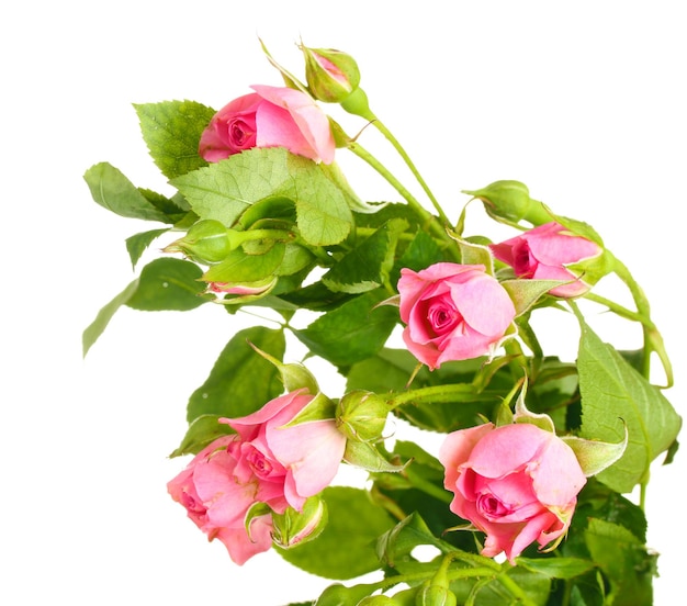 Kleine roze rozen geïsoleerd op wit