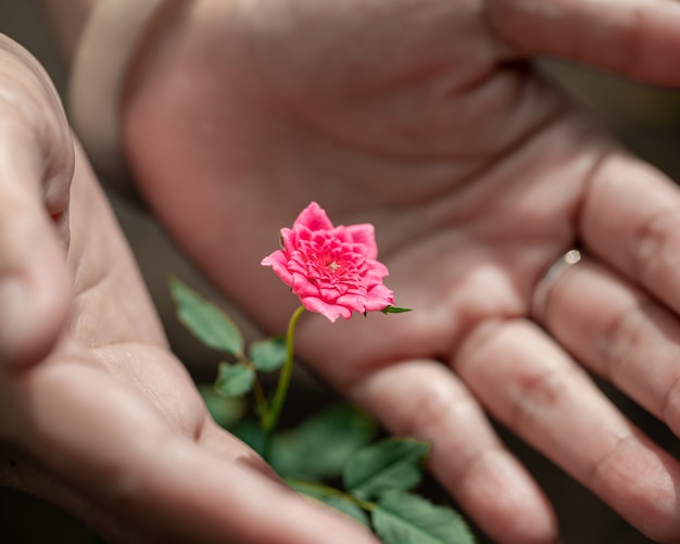 Kleine roze rozen op de boom