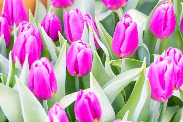 Kleine roze tulp bloemen