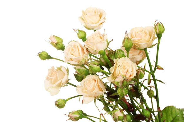 Kleine rozen geïsoleerd op wit