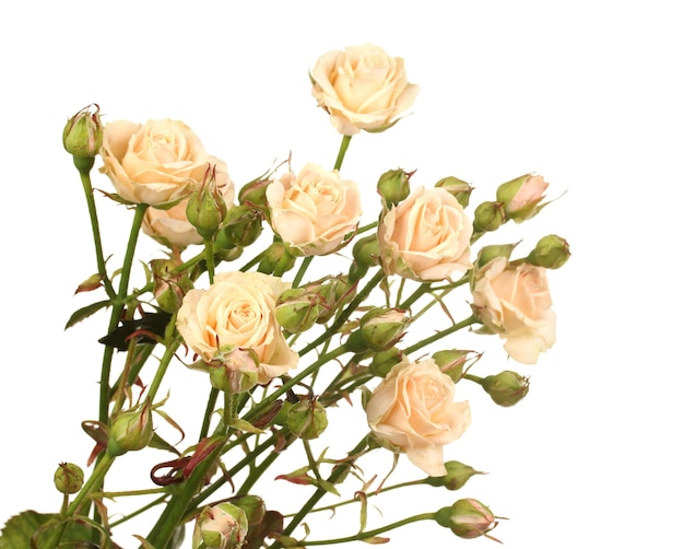 Kleine rozen geïsoleerd op wit