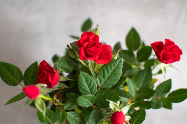 Kleine rozenstruik met rode bloemen Ruimteachtergrond kopiëren