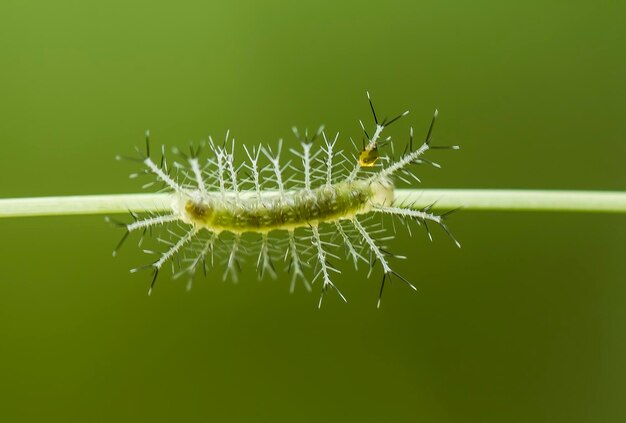 Kleine rups op blad