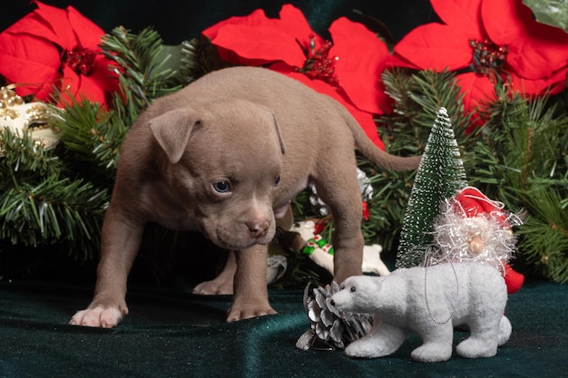 Kleine schattige American Bully-puppy die naast kerstboomtakken zit, versierd met poinsettia