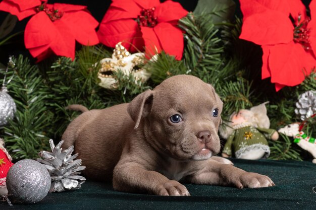 Kleine schattige American Bully puppy liggend naast een kerstboom en poinsettia bloemen.