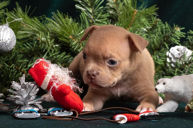 Kleine schattige American Bully-puppy naast een kerstboom versierd met speelgoed, sneeuwvlokken, schaatsen en engelen