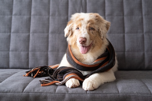 Kleine schattige Australische herder rode merle puppy hondje gestreepte sjaal dragen.