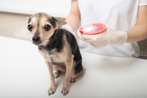 Kleine schattige bange hond kijkt terwijl ze wordt behandeld voor teken, vlooien