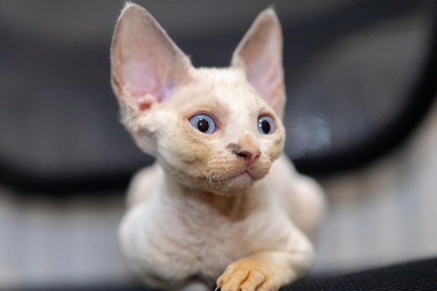 Kleine schattige devon rex kitten kijkt opzij