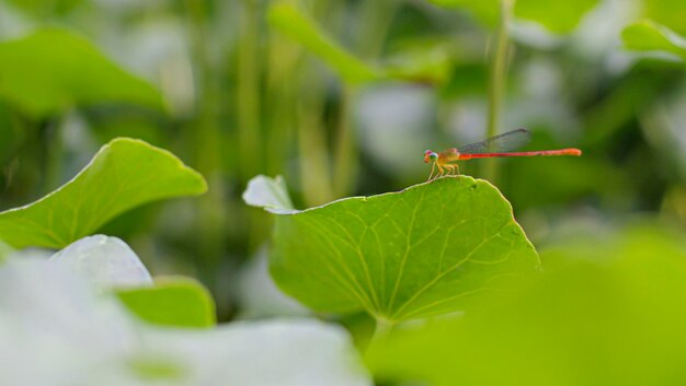 Kleine schattige draakvlieg op groen blad