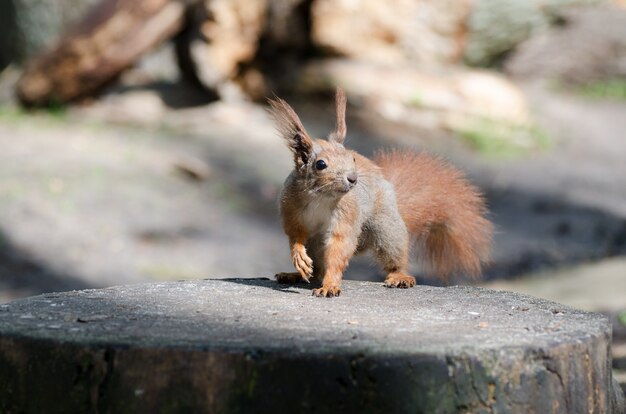 Kleine schattige eekhoorn in het voorjaar bos