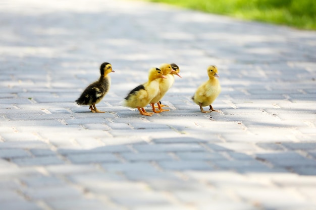 Kleine schattige eendjes buitenshuis