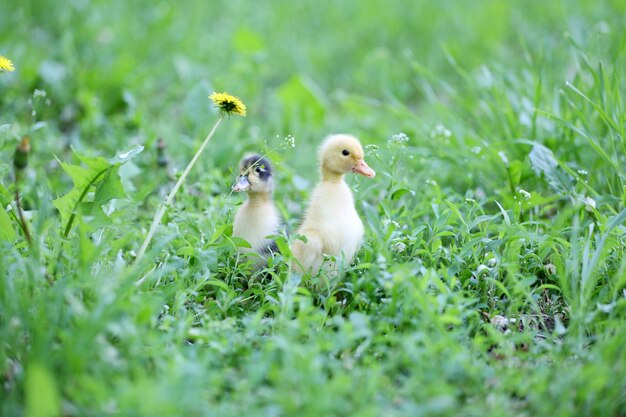 Kleine schattige eendjes op groen gras buitenshuis