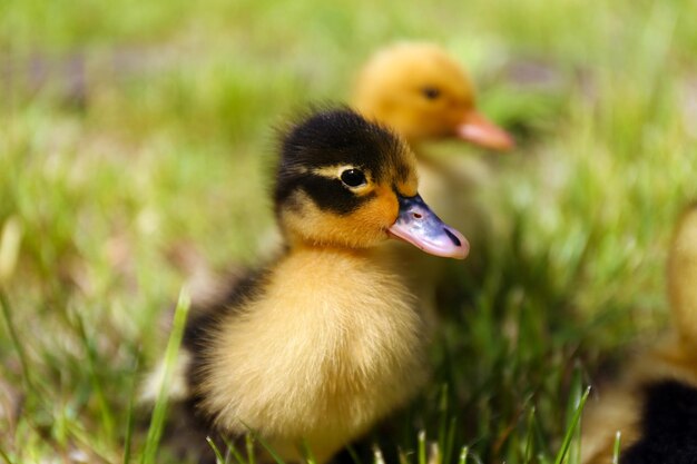 Kleine schattige eendjes op groen gras buitenshuis