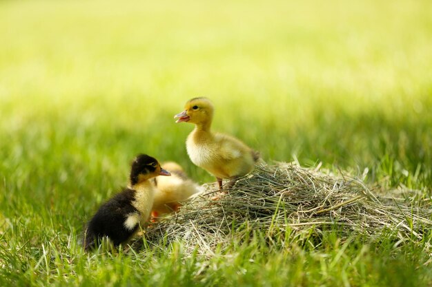 Kleine schattige eendjes op groen gras buitenshuis