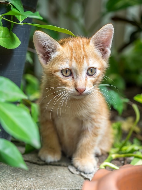 Kleine schattige goudbruine kitten verbergt zich in de achtertuin onder natuurlijk licht, selectieve focus op het oog