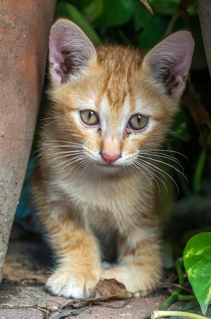 Kleine schattige goudbruine kitten verstopt zich in de achtertuin, selectieve focus op zijn oog
