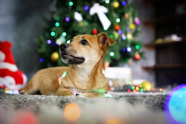 Kleine schattige grappige hond met guirlande op kerst oppervlak