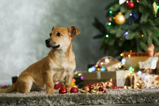 Kleine schattige grappige hond met kerstcadeaus en accessoires op donkere achtergrond