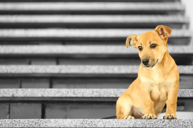 Kleine schattige grappige hond op trappen