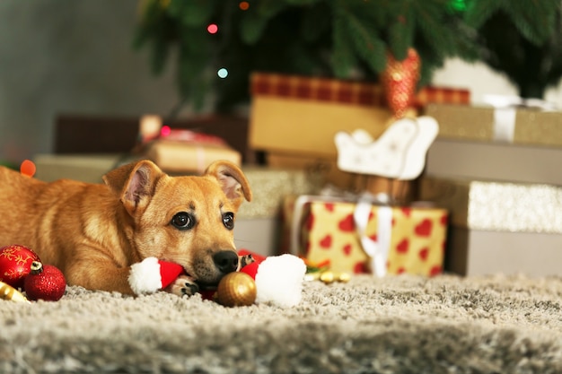 Kleine schattige grappige hond spelen met kerstmuts op kerstcadeaus achtergrond