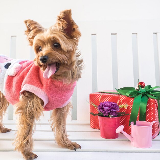 Kleine schattige grappige Yorkshire Terrier puppy hondje in een kerst in witte houten tafel