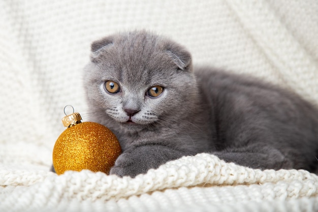 Kleine schattige grijze kat speelt met kerstversiering gouden bal grappige dieren k