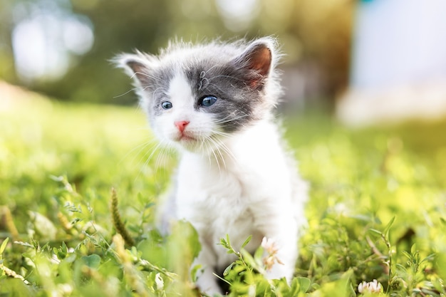 Kleine schattige grijze kitten in groen gras