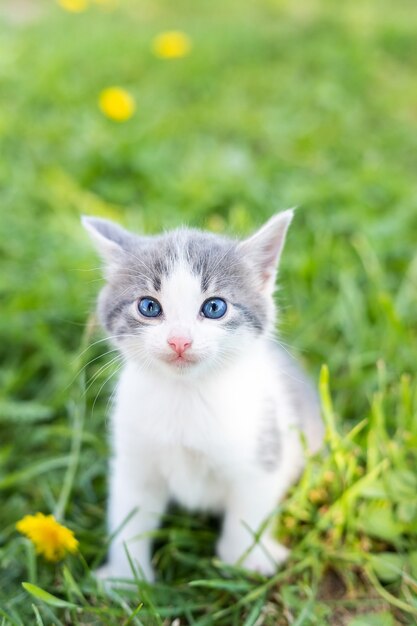 Kleine schattige grijze kitten in groen gras