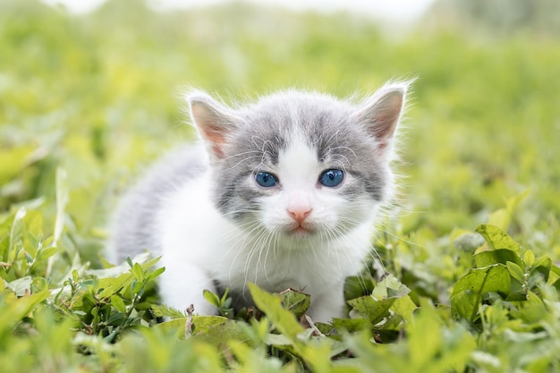 Kleine schattige grijze kitten in groen gras