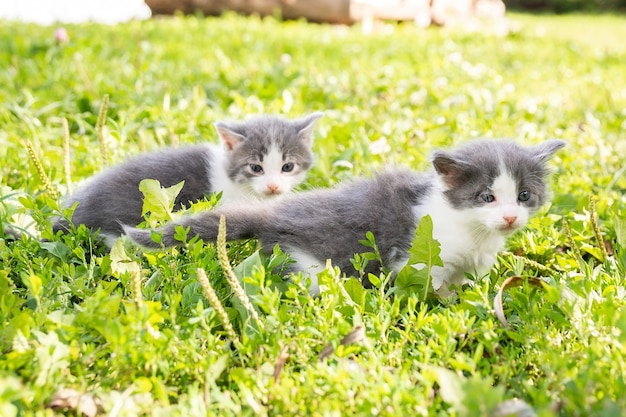 Kleine schattige grijze kittens in groen gras