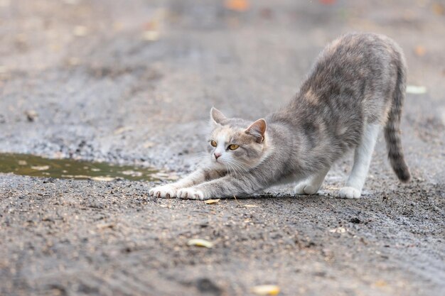 Kleine schattige grijze pluizige kitten buiten kitten eerste stapjes