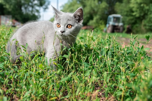 Kleine schattige grijze pluizige kitten buiten kitten eerste stappenx9